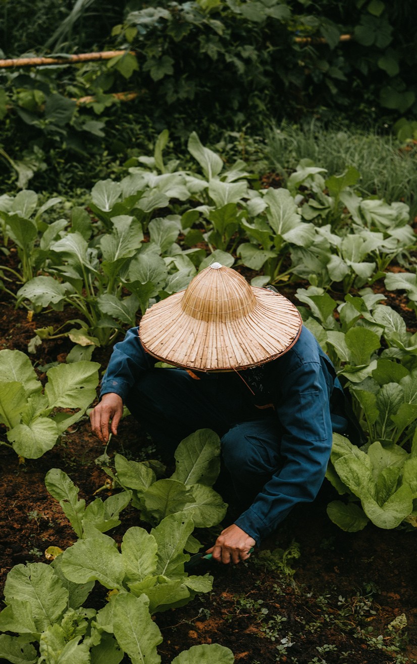 The Hands That Brought the Green Back to Life